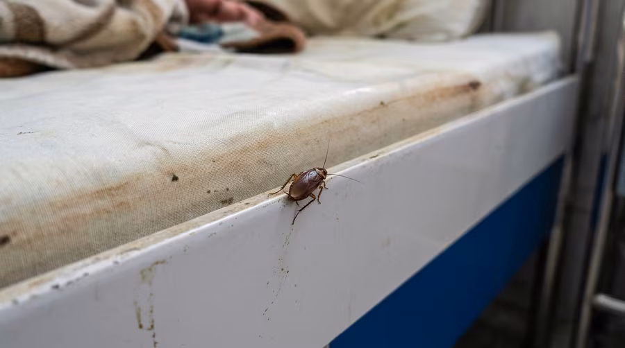 A cockroach crawling on a hospital bed at Sehat-e-Tifl children's hospital in Kabul