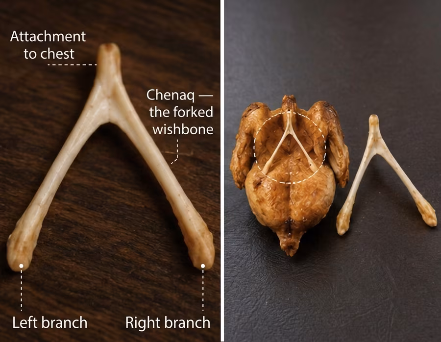 The chenaq wishbone with Dari labels pointing to the attachment point, left branch, and right branch