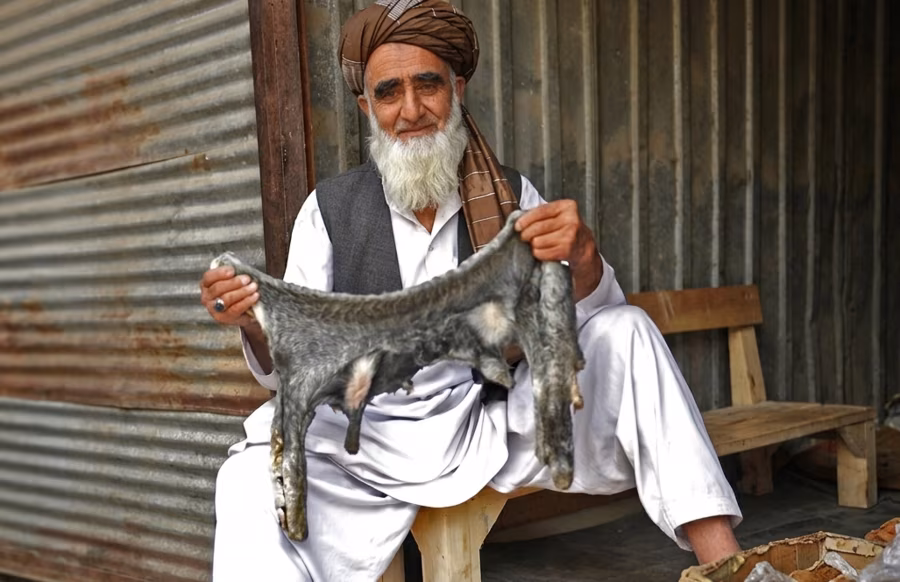 An elderly Afghan man holding a raw karakul skin outside a shop