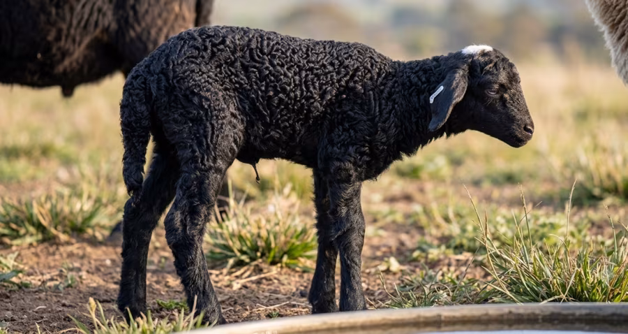 A young black karakul lamb with tight curly fleece