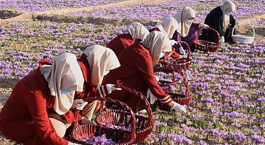 Women in headscarves kneeling in rows across a field of purple crocus flowers, picking blooms into wicker baskets